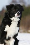 BORDER COLLIE 1129